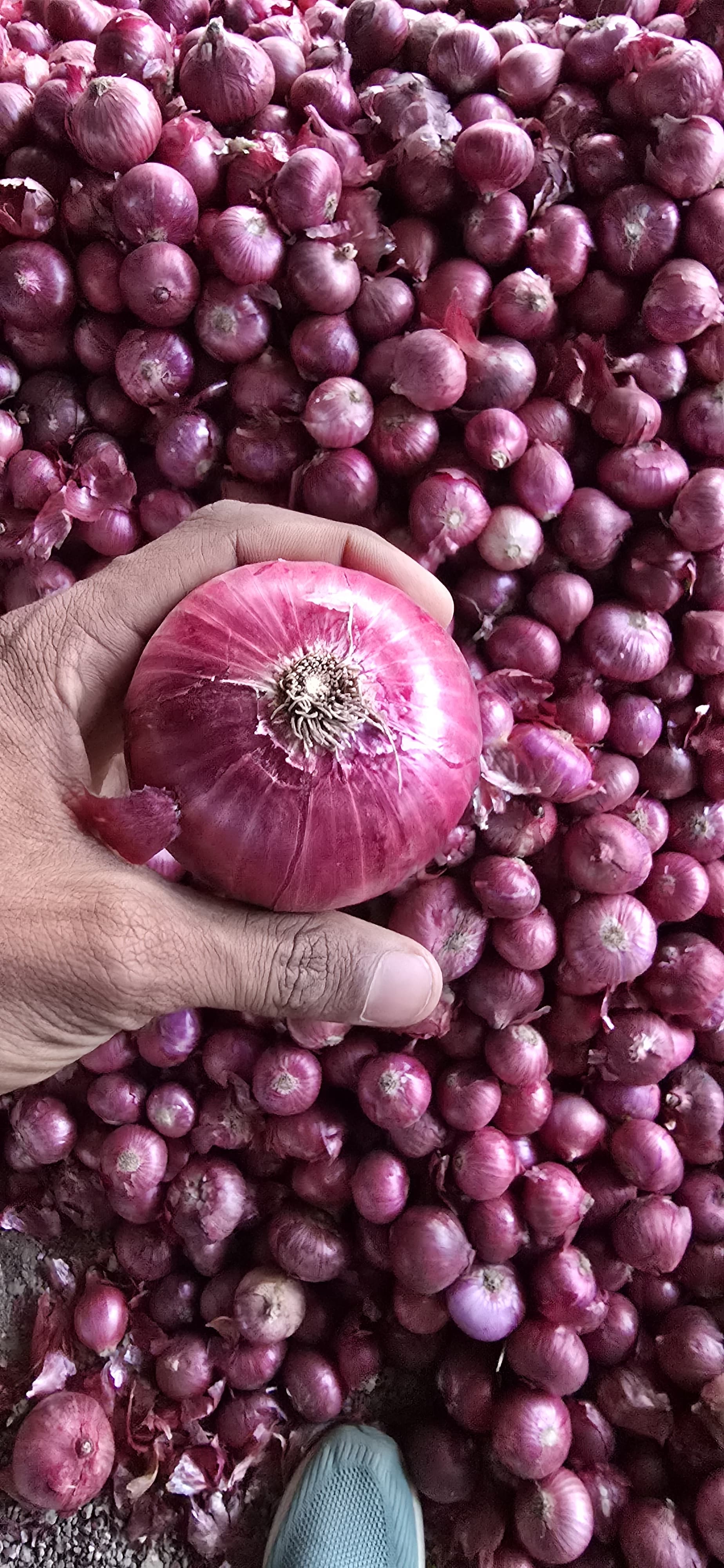 Onion