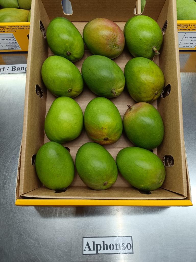 Alphonso
