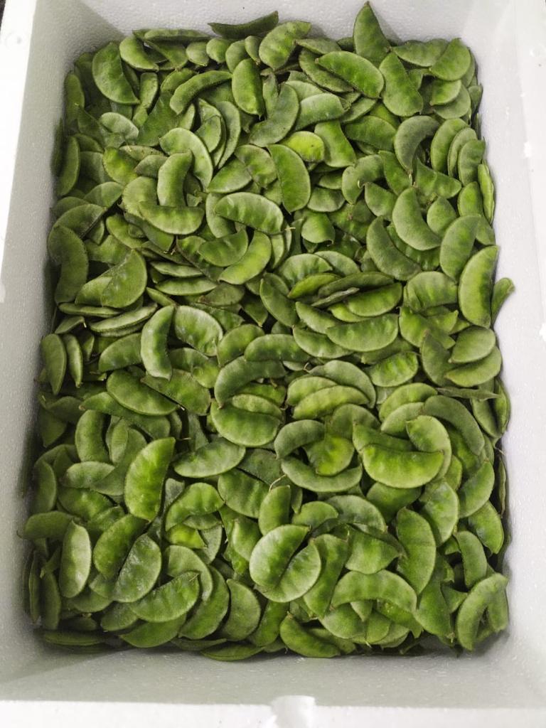 Hyacinth Beans