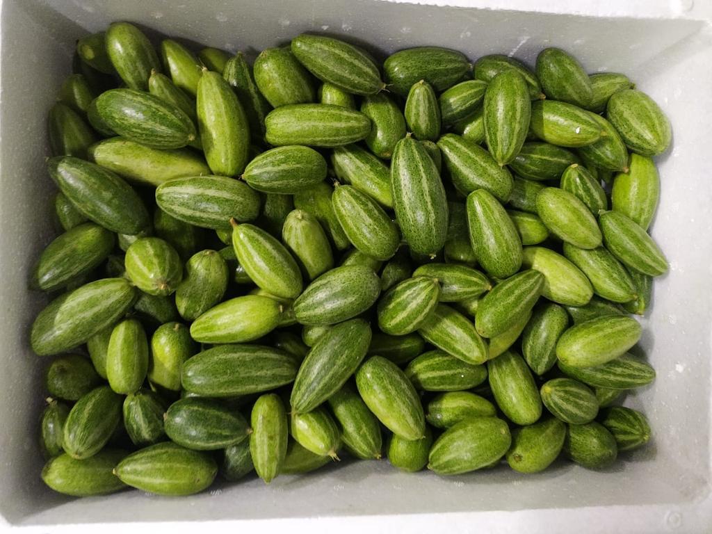 Ivy Gourd