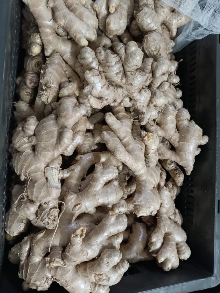 Ginger