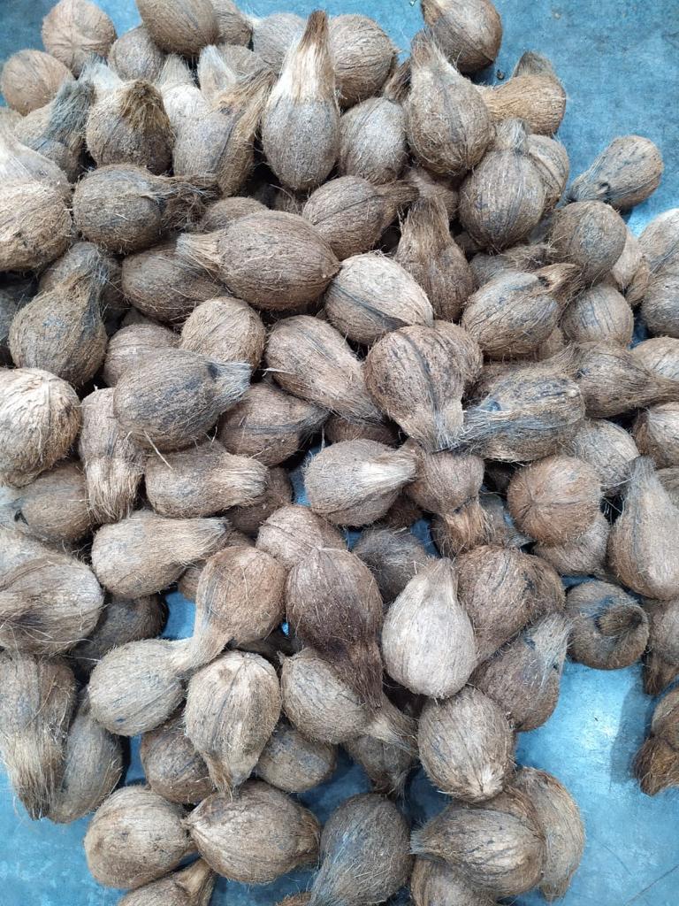 Coconuts