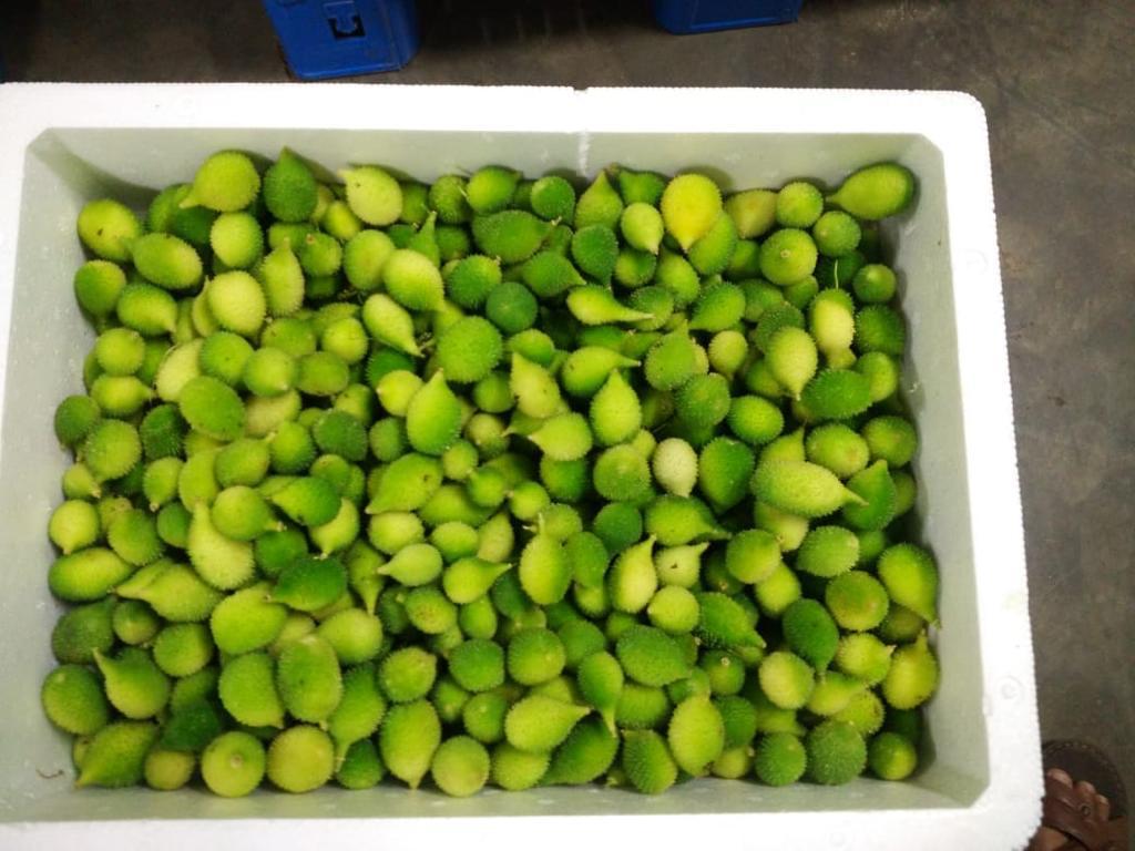 Spine Gourd