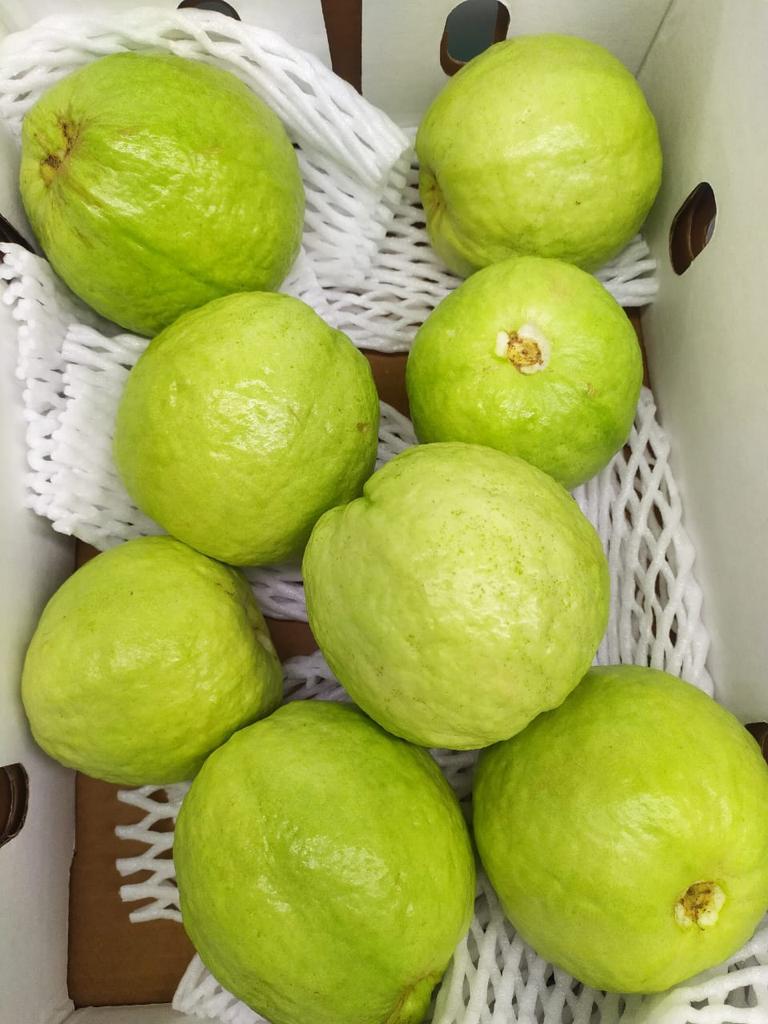 Guava
