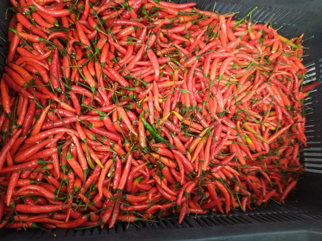 Red Chilli