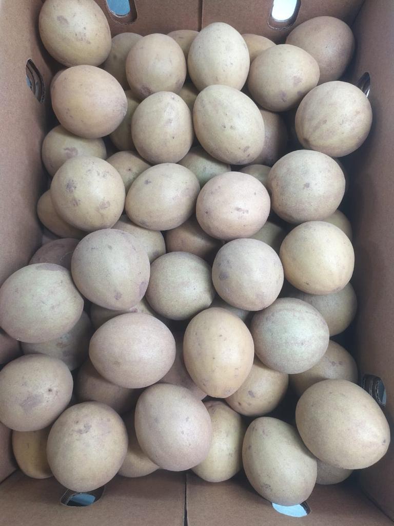 Sapota