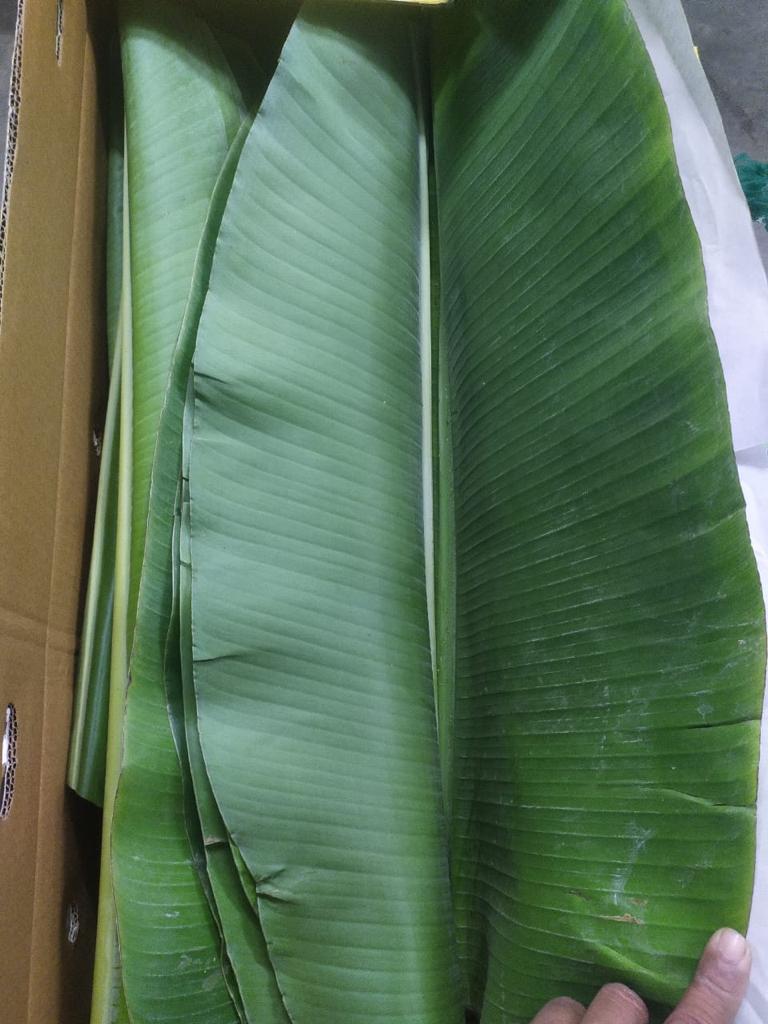 Banana Leaves