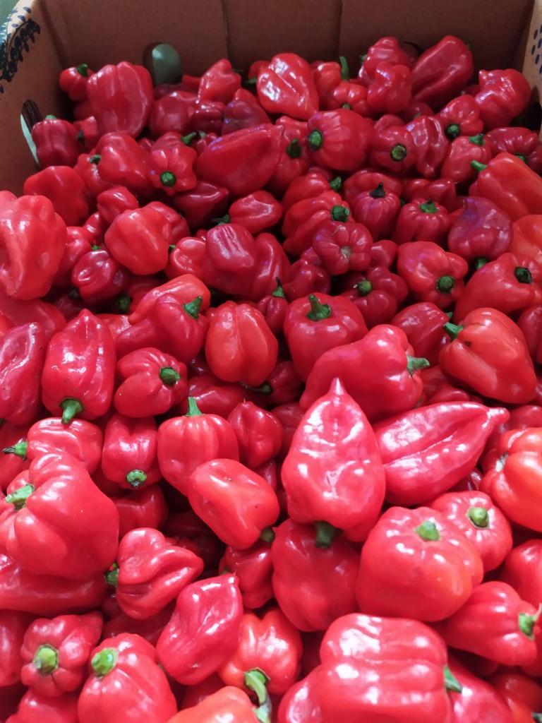 Red Capsicum