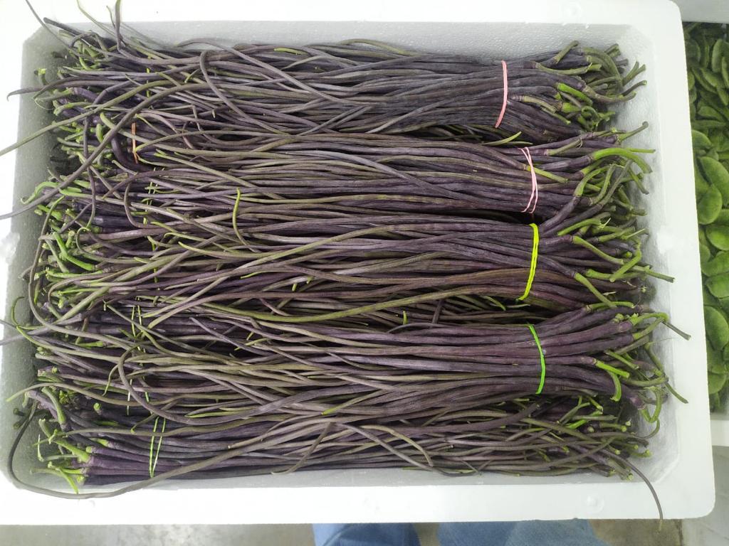 Purple Snake Beans